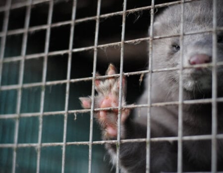 A photo of a mink on fur farm.