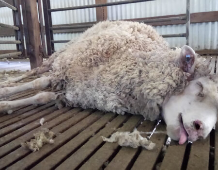 A photo from PETA's exposé of Australia's wool industry.