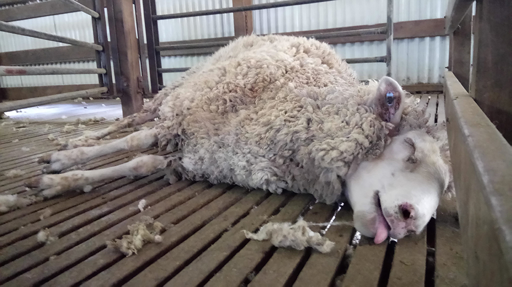 A photo from PETA's exposé of Australia's wool industry.