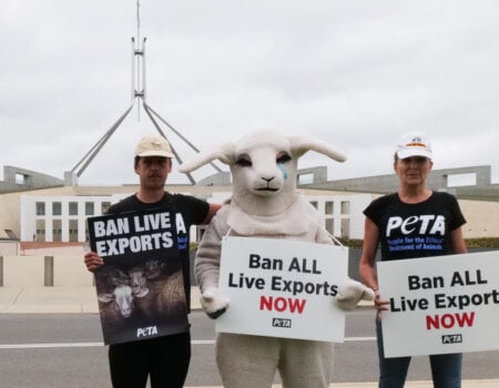 Three activists stand in front of Parliament House, Canberra, with signs that read "Ban ALL Live Export NOW" .