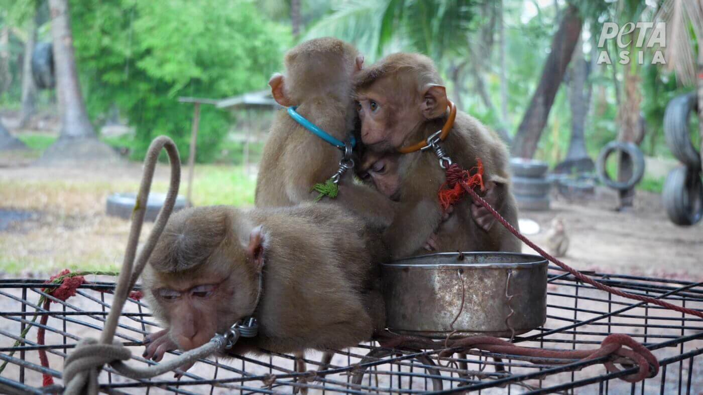 ‘The White Lotus’ Creator Writes to Thai Prime Minister in Behalf of Baby Monkeys