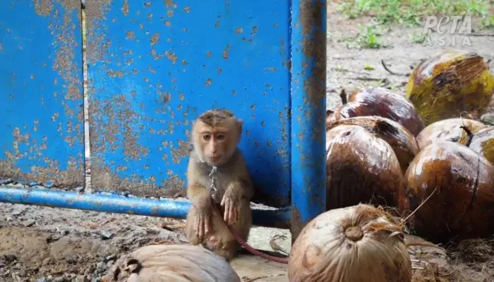 New PETA Exposé Reveals Thailand’s Heartbreaking Baby Monkey ‘Schools’