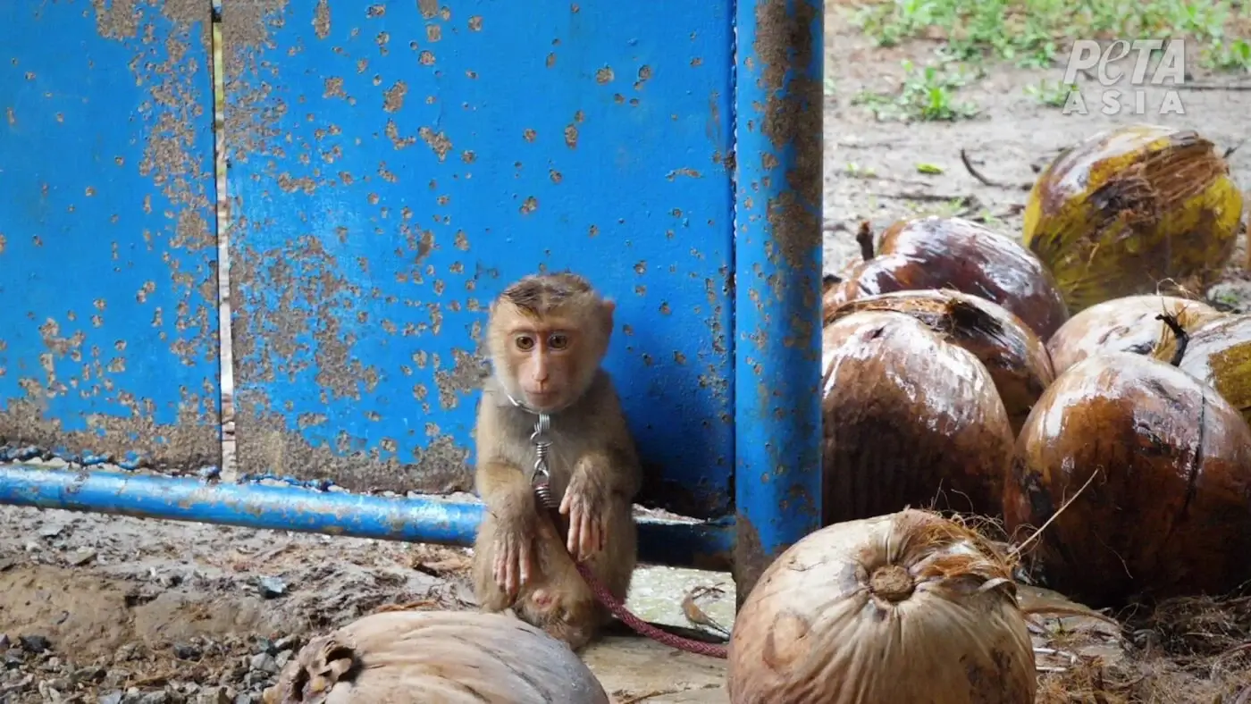 New PETA Exposé Reveals Thailand’s Heartbreaking Baby Monkey ‘Schools’