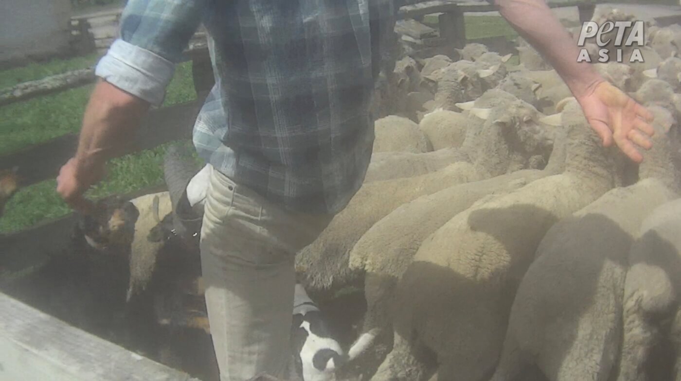 Labeling Lies Exposed in More New Zealand Wool Industry Footage