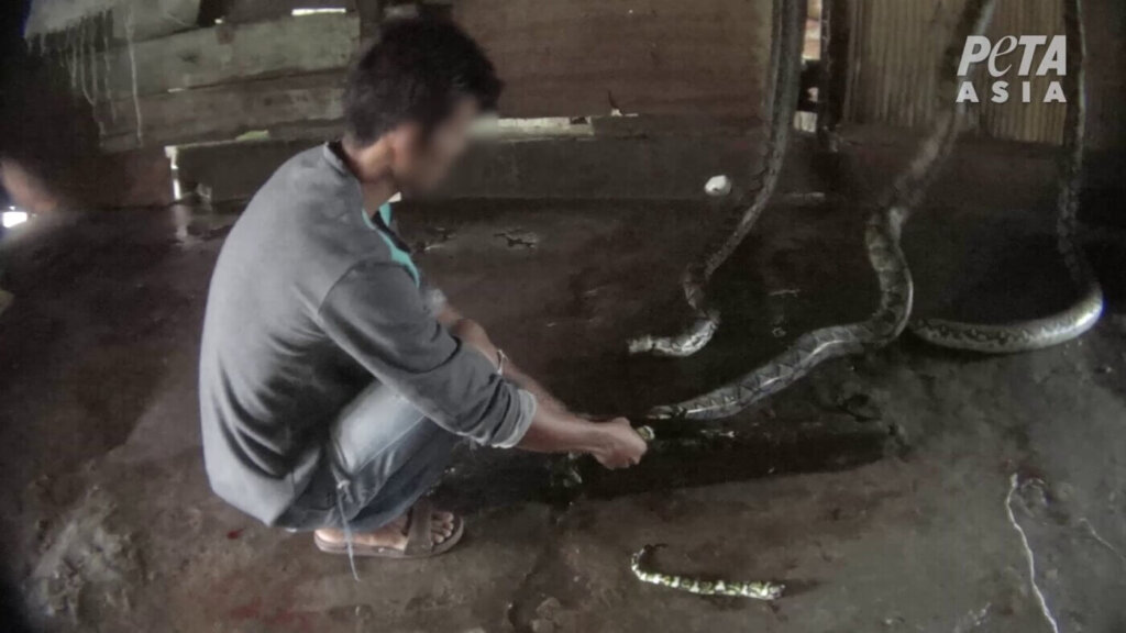 a man chops off a snake's tail