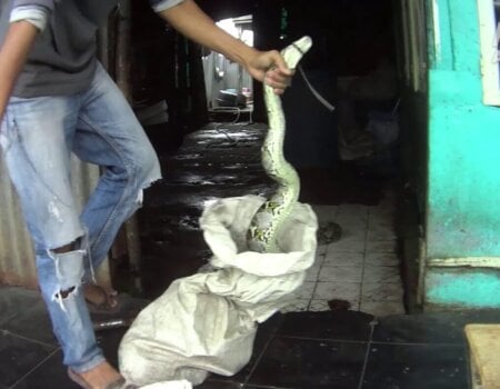 a man pulling a snake out of a bag