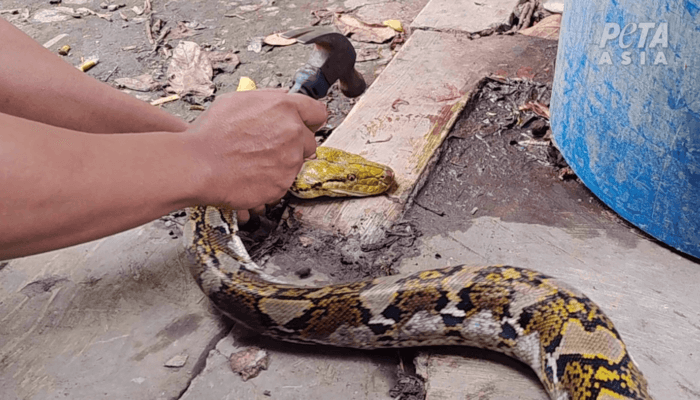 New Footage: Pythons Skinned for Snakeskin Accessories