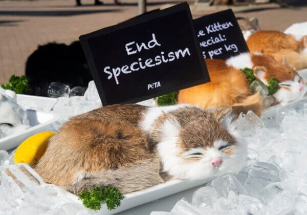 PETA ‘Catmonger’ Reminds Public Eating Fish Is No Different