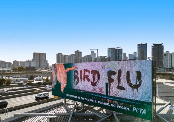 ‘The Writing Is on the Wall’: Bird Flu Warning From PETA