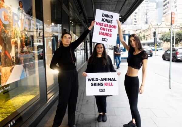 PETA Invades David Jones to Protest Against Wild-Animal Skins