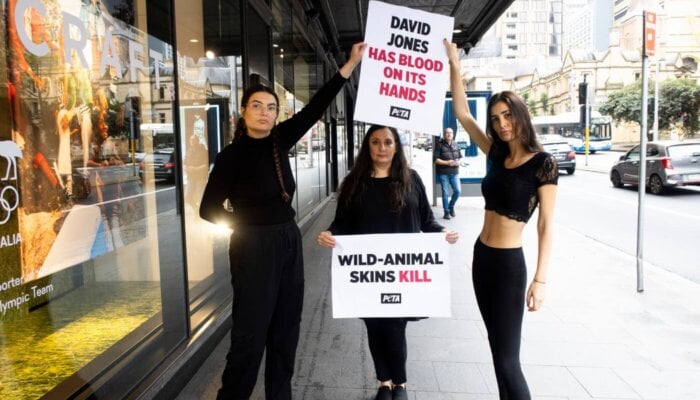 David Jones Commits to Shedding Wild-Animal Skins