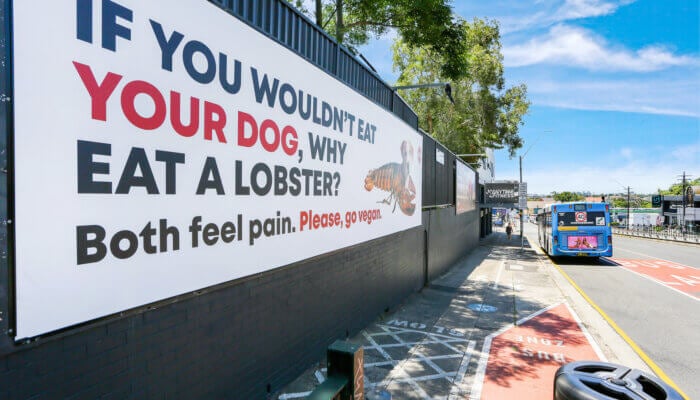 Christmas Shoppers Asked: ‘If You Wouldn’t Eat Your Dog, Why Eat a Lobster?’