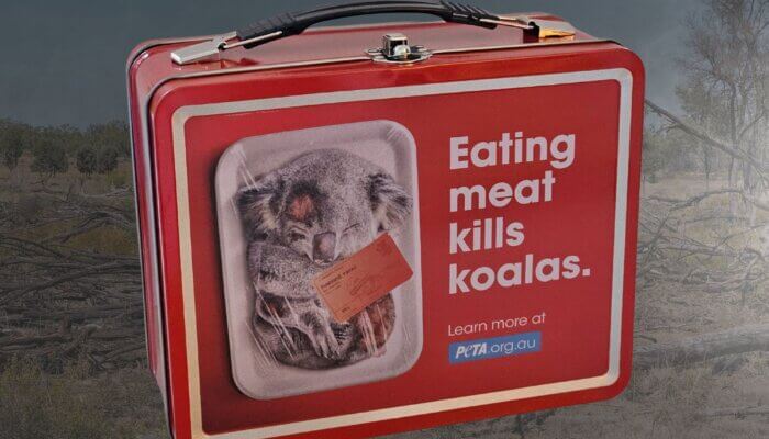 PETA Sends Environment Minister a “Dead Koala” Lunchbox