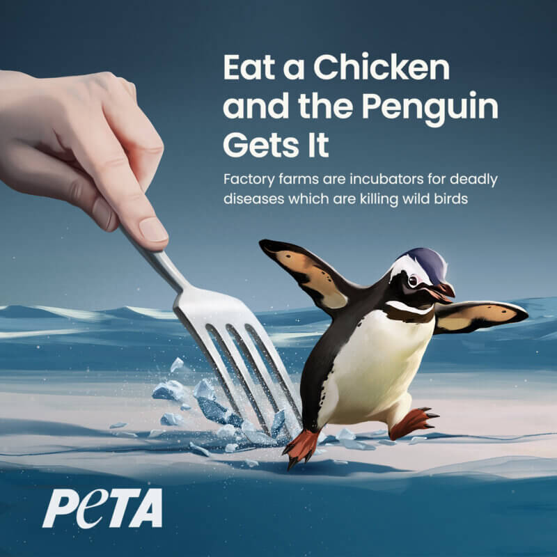 The ad, which depicts a baby penguin running from a giant fork, reads “Eat a Chicken and The Penguin Gets It. Factory Farms Are Incubators for Deadly Diseases Which Are Killing Wild Birds”.