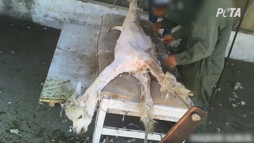 An alpaca being sheared.