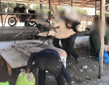 An alpaca is slammed onto a shearing table.