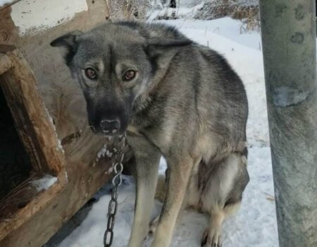 Iditarod dog chained to a kennel