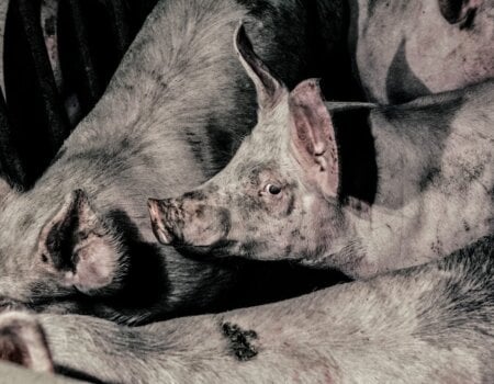 Image show pigs on a factory farm