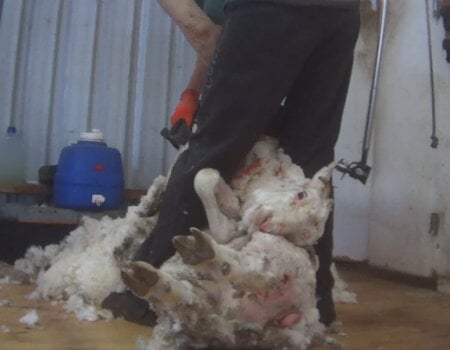 A frightened sheep being cruelly handled