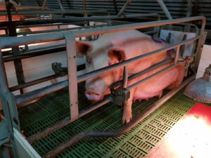 A pig in a farrowing crate