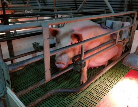 A pig in a farrowing crate