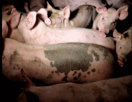 pig-farming-australia