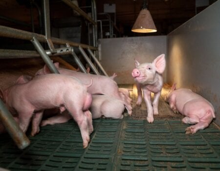 A piglet in a farrowing crate on a farm in central Victoria