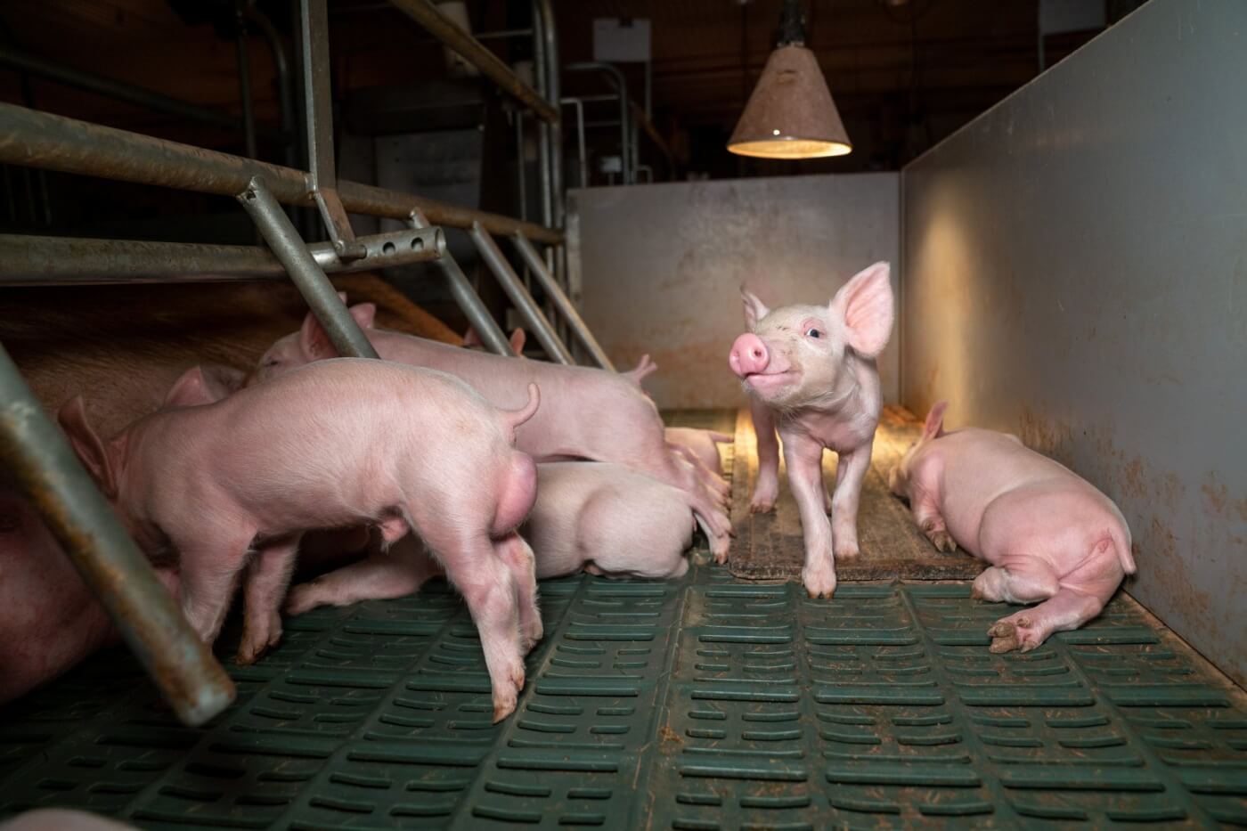 A piglet in a farrowing crate on a farm in central Victoria