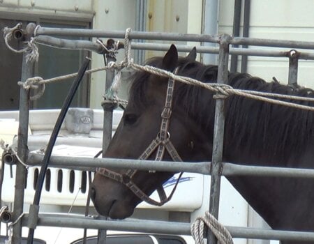 Meet Praise the Winner (Seungja Yechan in Korean). He raced four times and was scratched from his fifth race. His retirement was a death sentence.