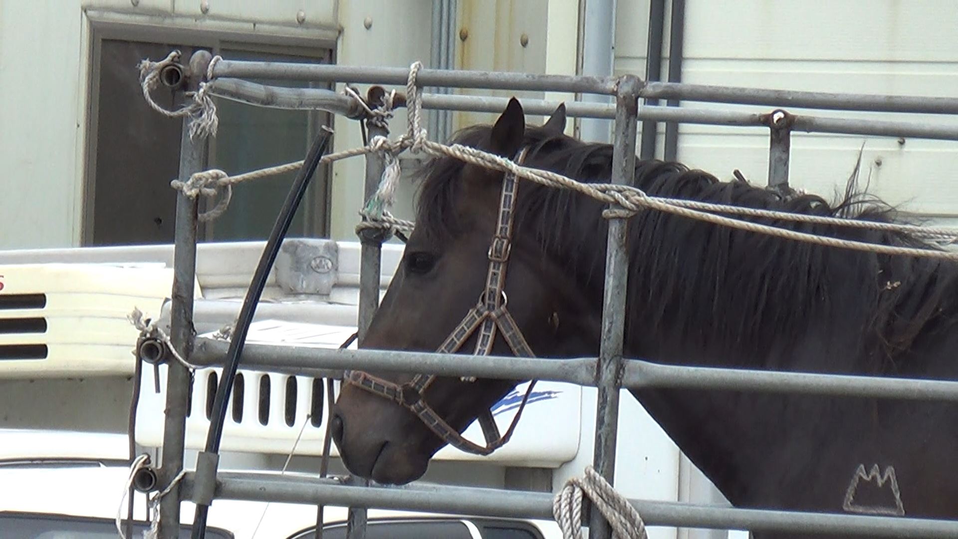 Meet Praise the Winner (Seungja Yechan in Korean). He raced four times and was scratched from his fifth race. His retirement was a death sentence.