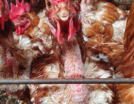 A chicken at Williams Eggs in Queensland.