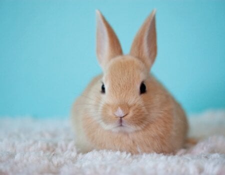 A photo of a rabbit.