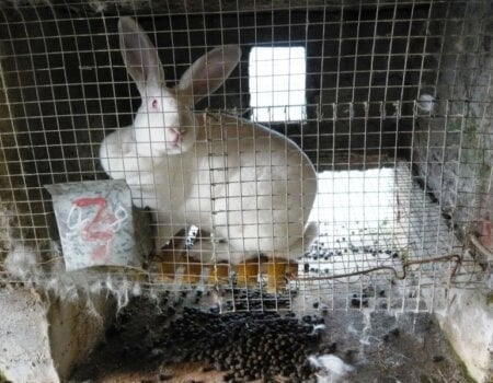 Rabbit fur farm