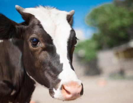 Ramya the Cow - Animal Rahat Rescue