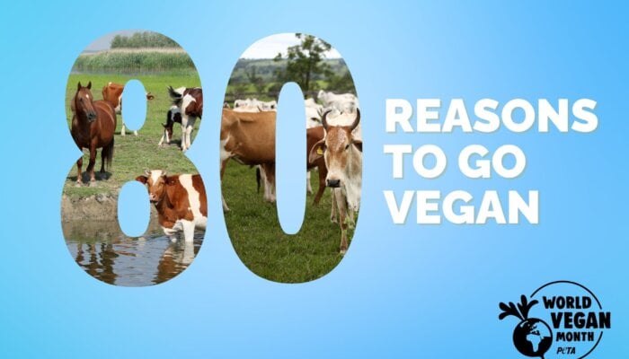 80 Reasons to Go Vegan This World Vegan Month