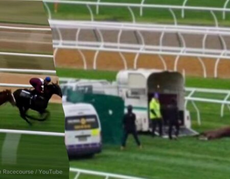 Rejuvenated was killed by humans after falling on the track at Flemington on the eve of the Melbourne Cup Carnival