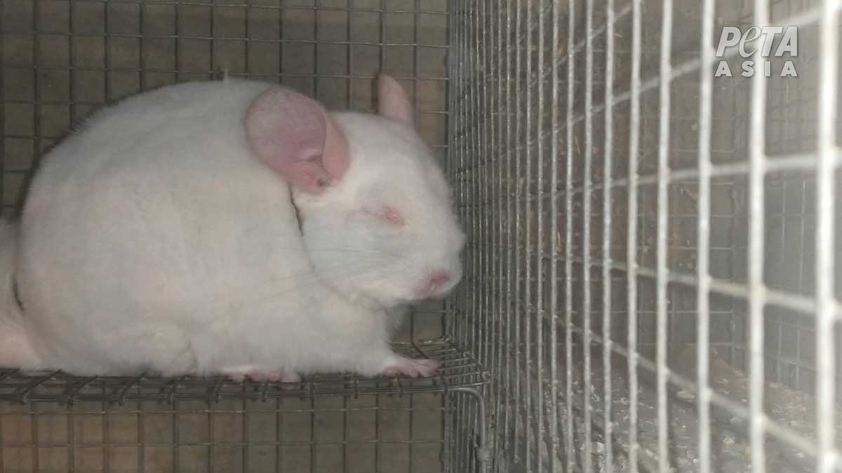 PETA Exposes Fur Farm Horrors: Screaming Chinchillas, Decapitated ...