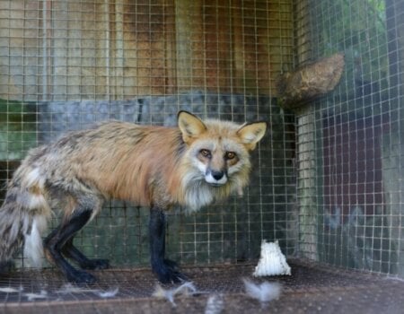 Fox on fur farm