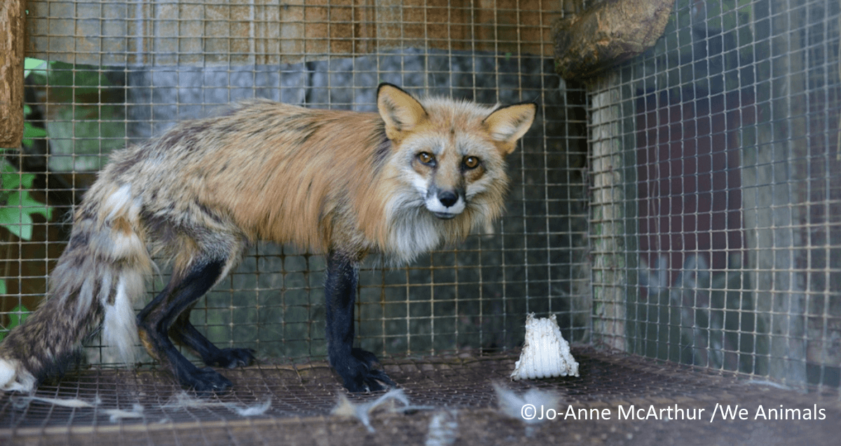 Fox on Fur Farm