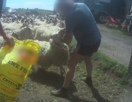 For the first time ever, a Scottish wool farmer has pleaded guilty after being caught engaged in acts of flagrant cruelty to sheep following PETA Asia’s investigation, exposing Scotland's wool industry.