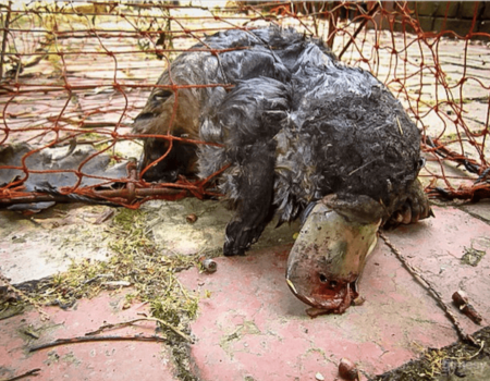 A platypus ensnared in a fishing net