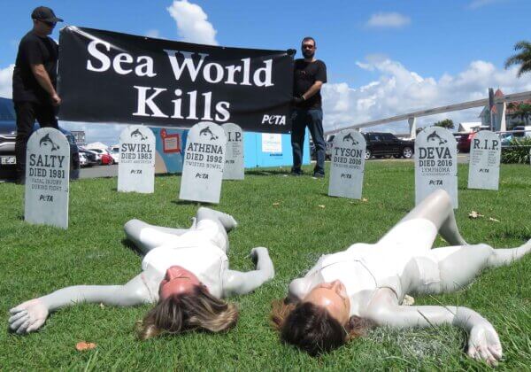 Dolphin ‘Graveyard’ Protest Haunts Sea World