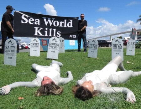 two activists painted grey and white lie under a banner which reads "Sea World Kills"