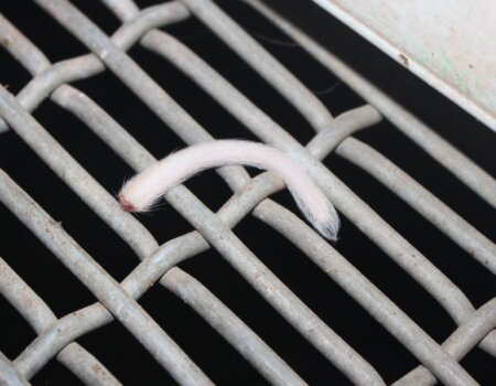 Severed piglet tail at Wonga Piggery.