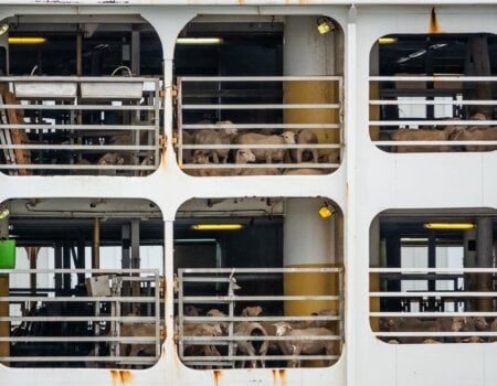 Animals transported by sea from Australia to the middle east.