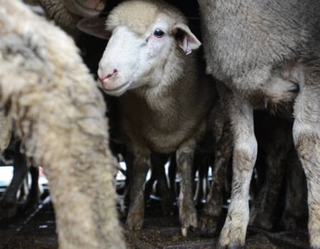 Sheep in transport