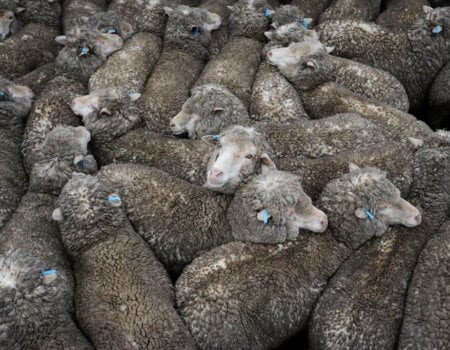 Sheep at saleyards