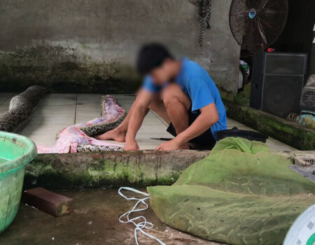 A worker skins a dead snake.