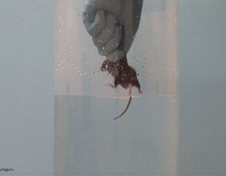 a mouse being dropped into a beaker of water