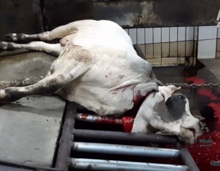 a steer with his throat slit being hoisted